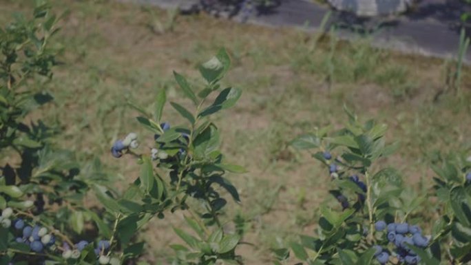 蓝莓作物