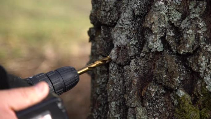 人钻一个洞收集桦树汁的特写镜头。在大自然中收集白桦汁。农村传统