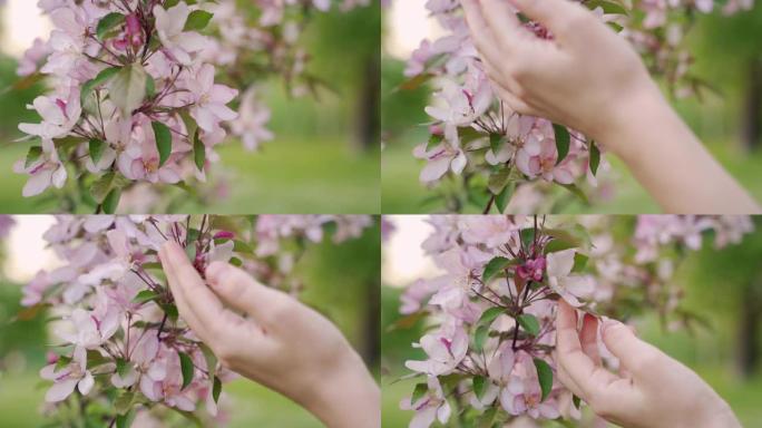 春天的细节和近距离观察树枝和花朵