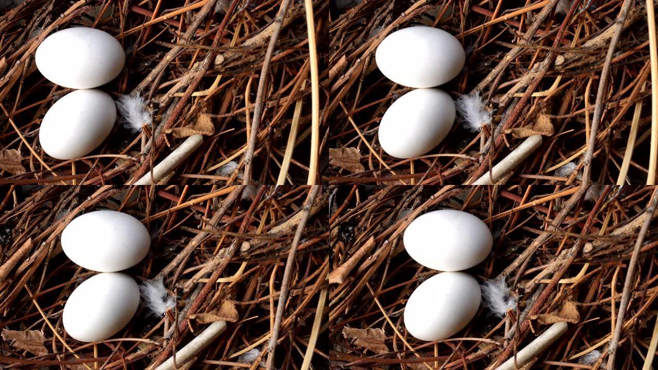 鸟巢里的鸟蛋鸟蛋