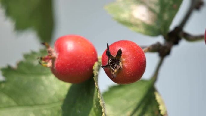 春季树枝上的小红野苹果 (Crataegus Azarolus) 果实