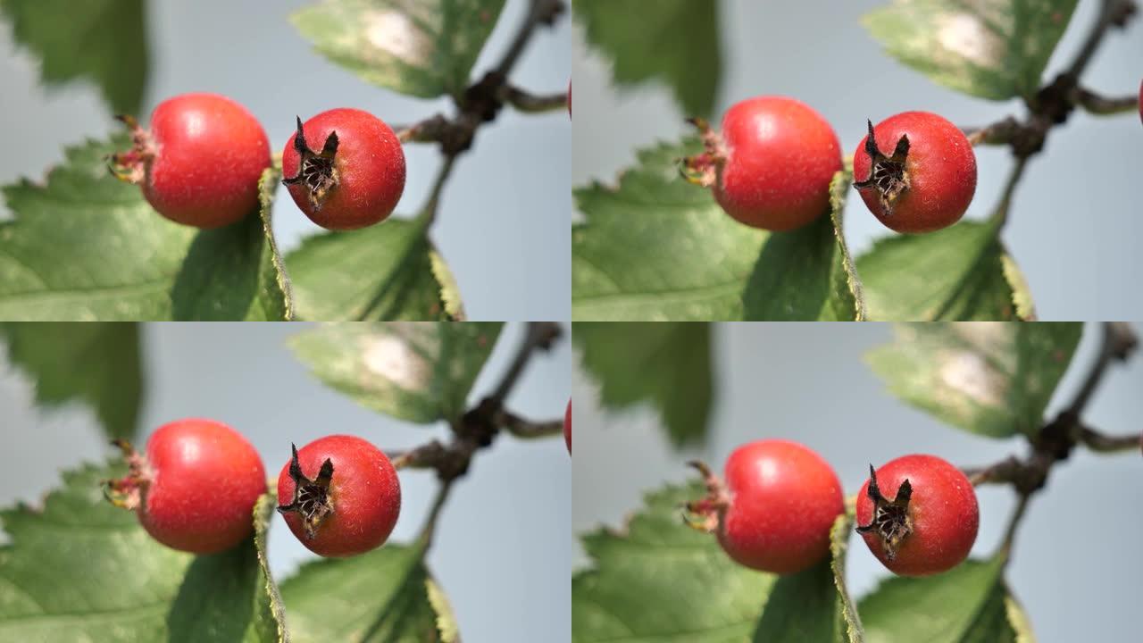 春季树枝上的小红野苹果 (Crataegus Azarolus) 果实