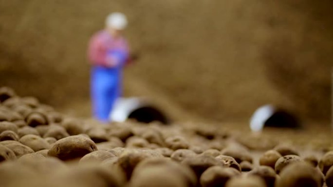 特写，很多土豆块茎。农民在存储仓库中使用数字平板电脑监控马铃薯的质量。马铃薯收获、农业、食品工业