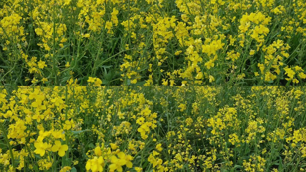 丰富的低芥酸菜籽田的稳定聚焦镜头，明亮的黄色油菜籽植物随风优雅地摇摆。