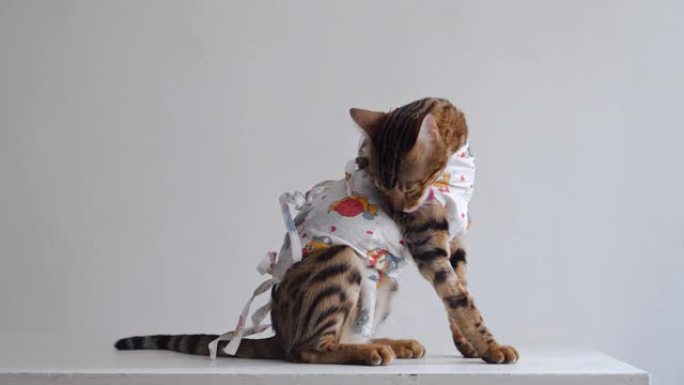 消毒后，在兽医诊所的梳妆台上用医用绷带包扎的孟加拉猫