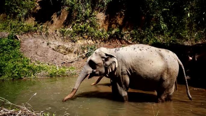 水中的大象。泰国清迈国家公园，大象喷水