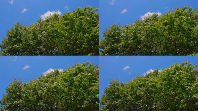清新的绿树和蓝天在风中摇曳