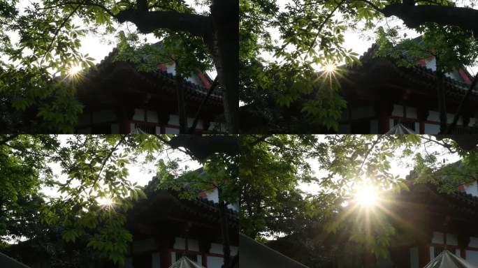 太阳 光芒 照射树叶