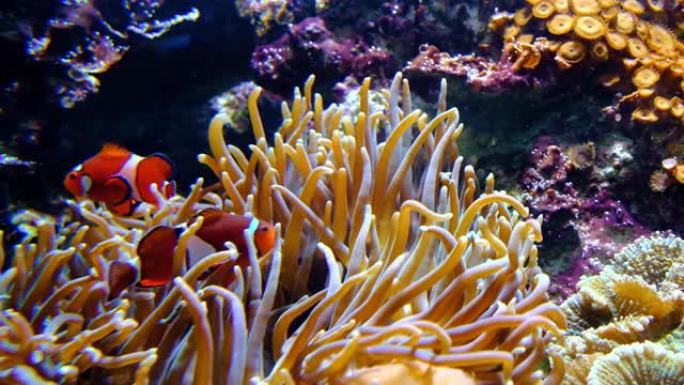 挪威海葵与橙色小丑鱼在动物园珊瑚礁海洋水族馆