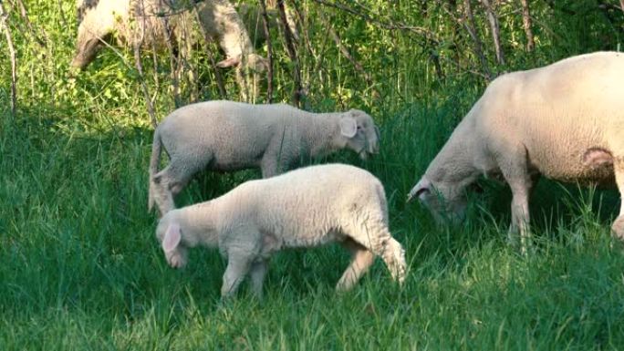 绵羊在草地上吃草羔羊羊出口
