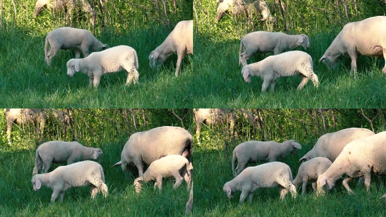 绵羊在草地上吃草羔羊羊出口
