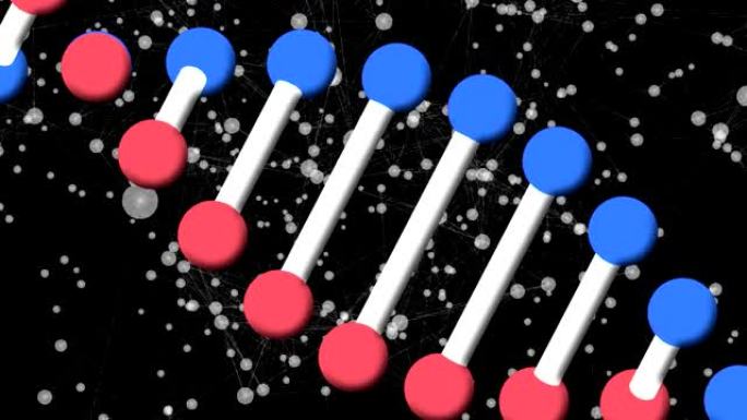在黑色背景上的连接网络上旋转的DNA链的动画