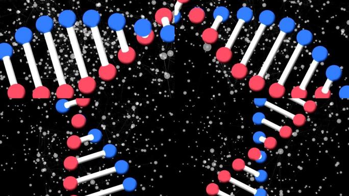 在黑色背景上的连接网络上旋转的DNA链的动画