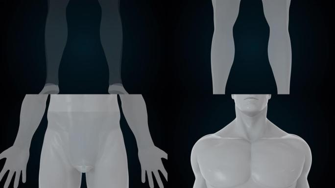 从头到脚的人体模型，计算机生成。3d渲染透明男性形象。数字背景