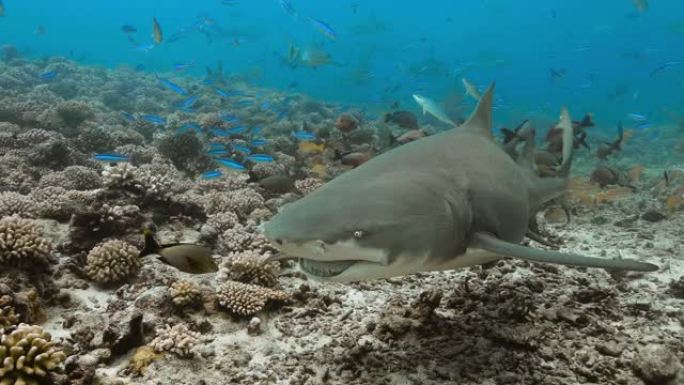 太平洋上的柠檬鲨。水下生活，鲨鱼和鱼在海洋中游泳。在清澈的水中潜水4K