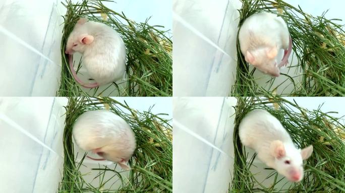 白色困倦可爱的白化病实验室老鼠坐在绿色的干草，干草。可爱的小啮齿动物枪口特写，宠物动物概念