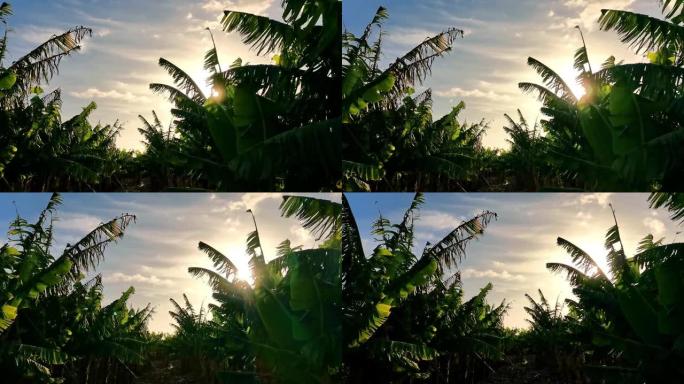 香蕉种植园中通过耳朵的阳光和阳光的慢动作视图-地球日和自然生活概念