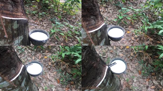 橡胶树和装有乳胶的碗。从天然橡胶的橡胶树来源中提取的乳胶
