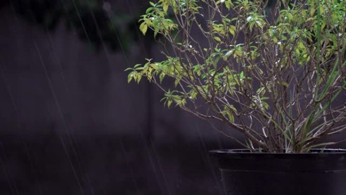 雨的秋天和植物在黑色的锅，灰色的文字空间