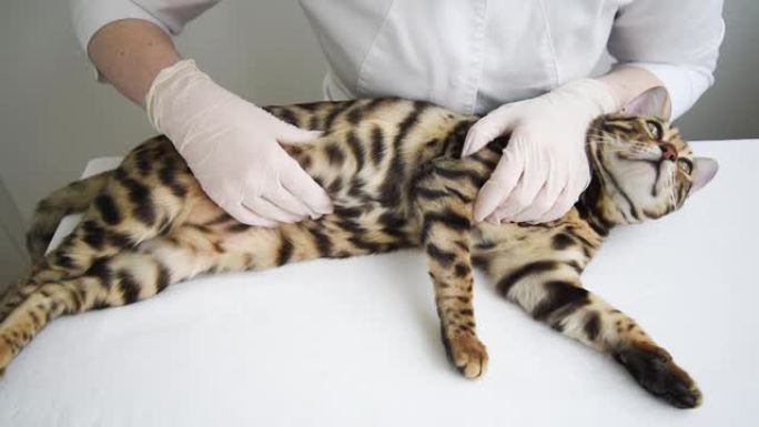 兽医感觉到猫的胃。猫躺在医生面前的桌子上。诊所预约，怀孕，分娩。近距离触诊。