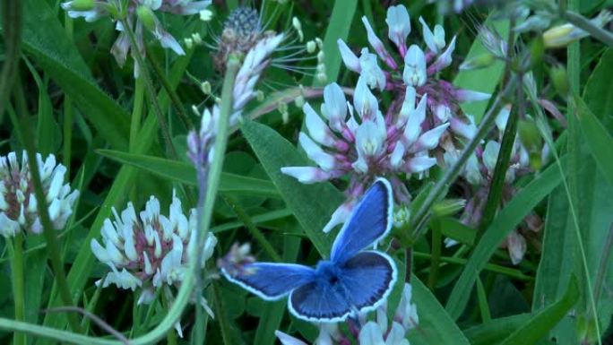 银色镶嵌蓝蝴蝶濒危物种英国4K