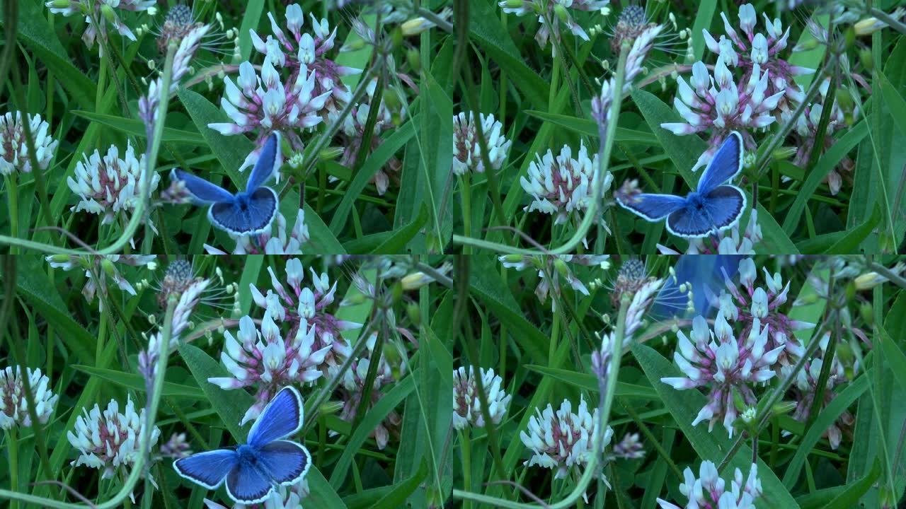 银色镶嵌蓝蝴蝶濒危物种英国4K
