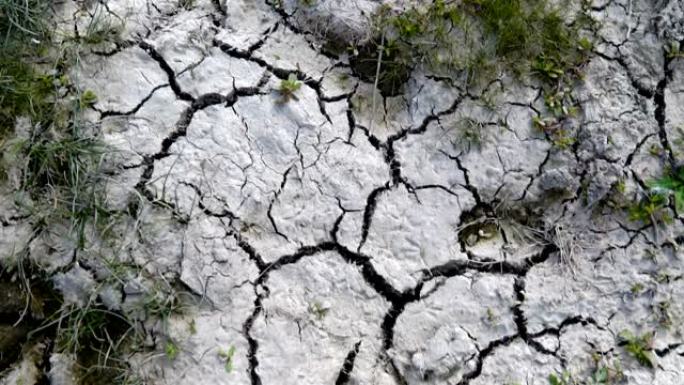非常干旱的旱地小麦面食小麦硬粒小麦，干燥土壤开裂，气候变化，环境灾害和地球裂缝，动植物死亡，土壤退化