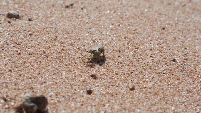 海滩原创唯美沙滩上的螃蟹卧沙