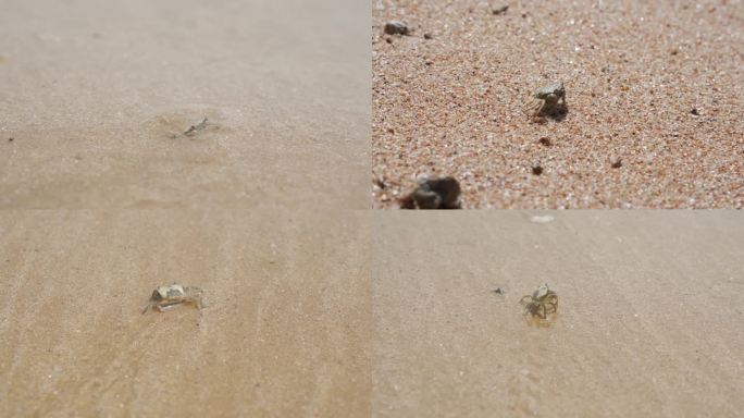 海滩原创唯美沙滩上的螃蟹卧沙