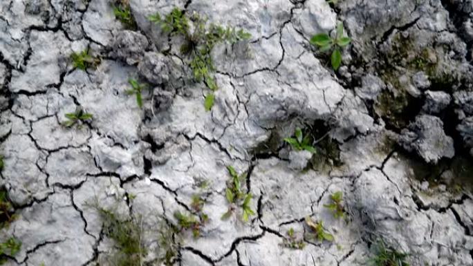 非常干旱的旱地小麦面食小麦硬粒小麦，干燥土壤开裂，气候变化，环境灾害和地球裂缝，动植物死亡，土壤退化