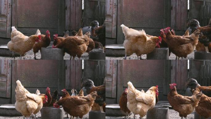 许多鸡从农村农场的锅里喝水