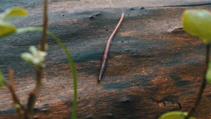 林地上的蚯蚓。长蠕虫蠕动和爬行