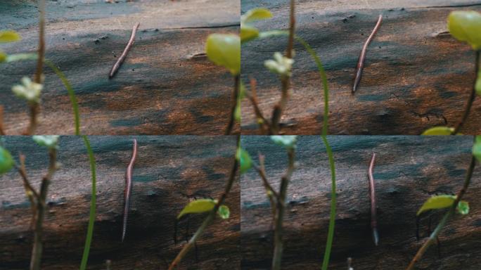 林地上的蚯蚓。长蠕虫蠕动和爬行