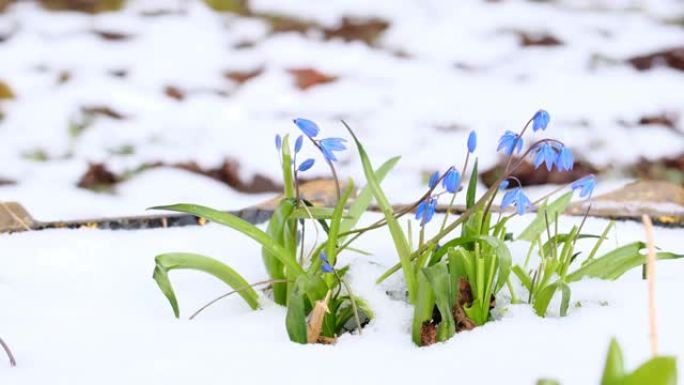 雪中春天盛开的风铃草花