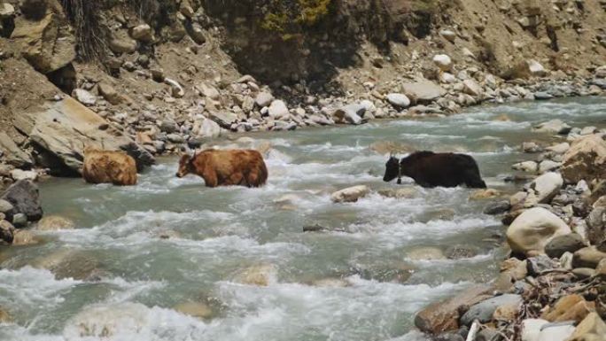 三头褐牦牛在山区河流流经野生水流