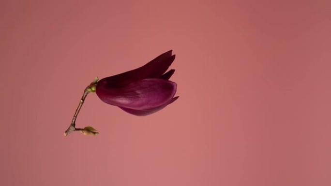 木兰 (Magnolia virginiana)。孤立的木兰花围绕垂直轴旋转的视频。花悬浮在空中。