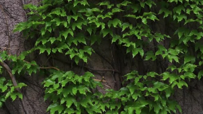 一种大型常春藤植物 (Hedera helix) 的b-roll镜头覆盖了房屋的整个外墙，从地板到屋