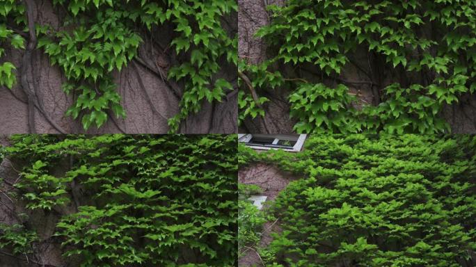 一种大型常春藤植物 (Hedera helix) 的b-roll镜头覆盖了房屋的整个外墙，从地板到屋
