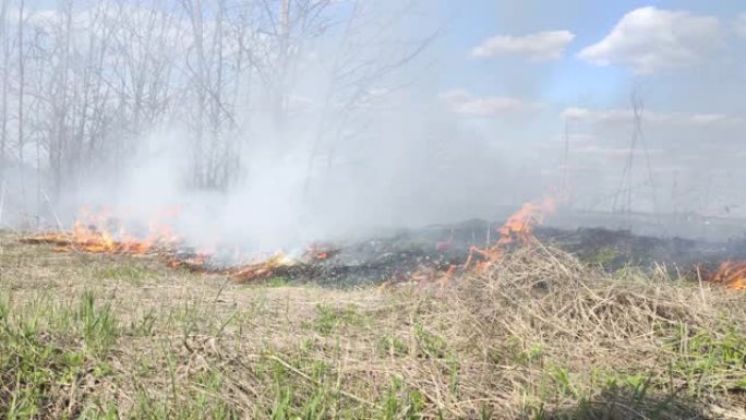 森林里起火的特写镜头。草和附近的小树燃烧。不小心处理火灾和夏季火灾隐患