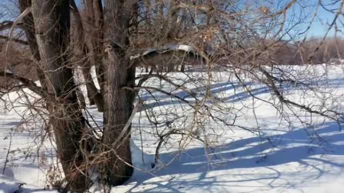 冬季白雪皑皑的大树特写空中拍摄