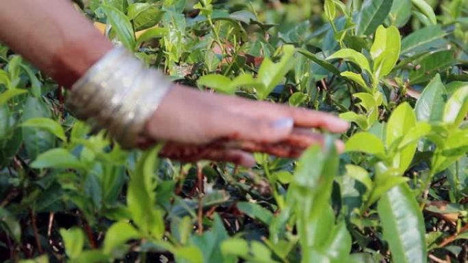 妇女手指头在孟加拉国锡尔赫特西里蒙戈尔茶场的茶园采摘茶叶，用于生产天然新鲜茶叶。