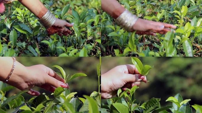 妇女手指头在孟加拉国锡尔赫特西里蒙戈尔茶场的茶园采摘茶叶，用于生产天然新鲜茶叶。