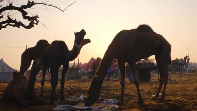 普什卡梅拉骆驼节在野地里吃着嚼着日落。普什卡,拉贾斯坦邦,印度