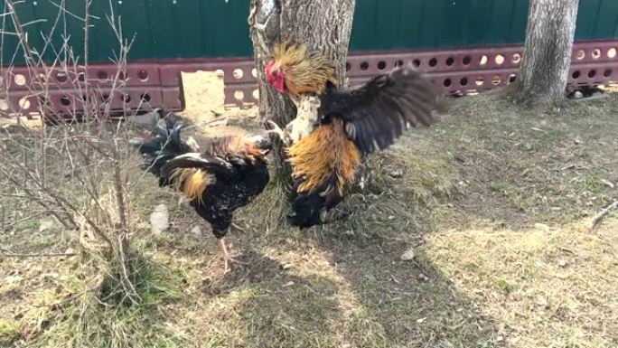 两只漂亮的公鸡一起打架。