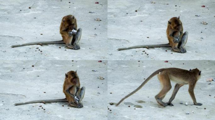 长尾猕猴玩石头