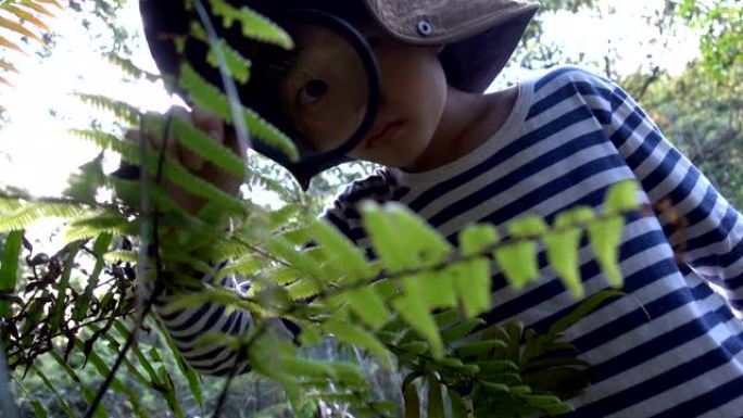 年轻的植物学家看着植物放大镜