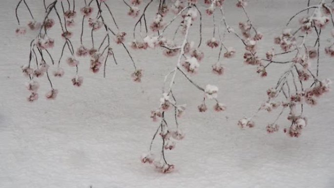 东京大雪中，樱花的树枝接触地球。