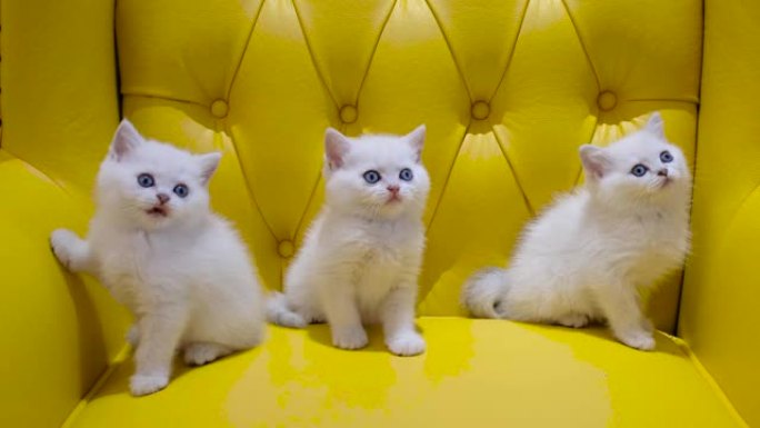 黄色沙发上的三只白色小猫