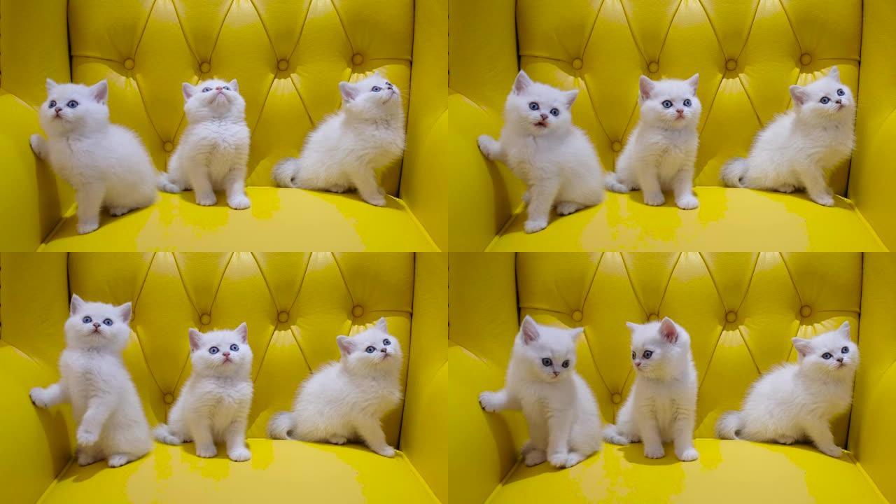 黄色沙发上的三只白色小猫