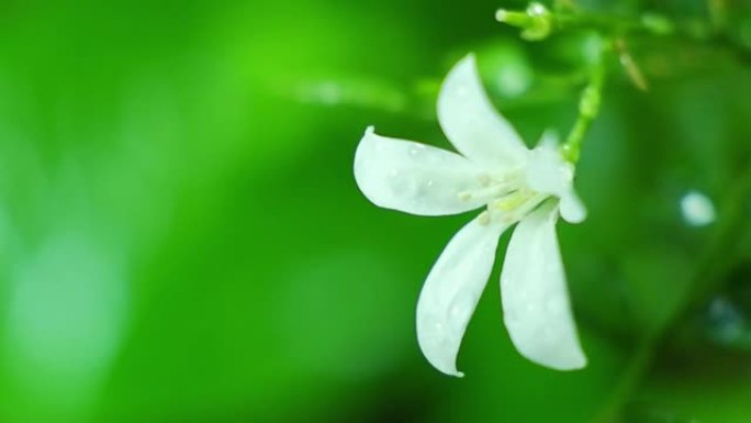 多雨的气氛中白花